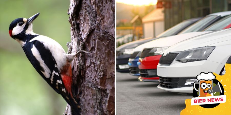 specht Autos Vandalismus