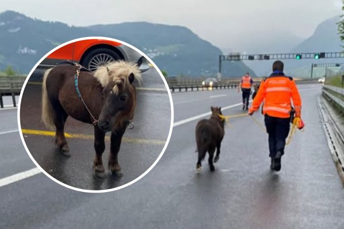 Ponys galoppieren über Autobahn