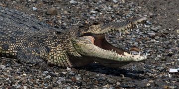 Krokodil