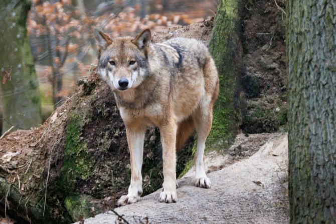 Wolf