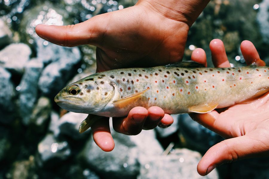 Hunderte von Fischen, darunter auch ganz junge Bachforellen, starben an den Folgen der toxischen Substanzen im Tobelbach in Erlen. (Symbolbild)