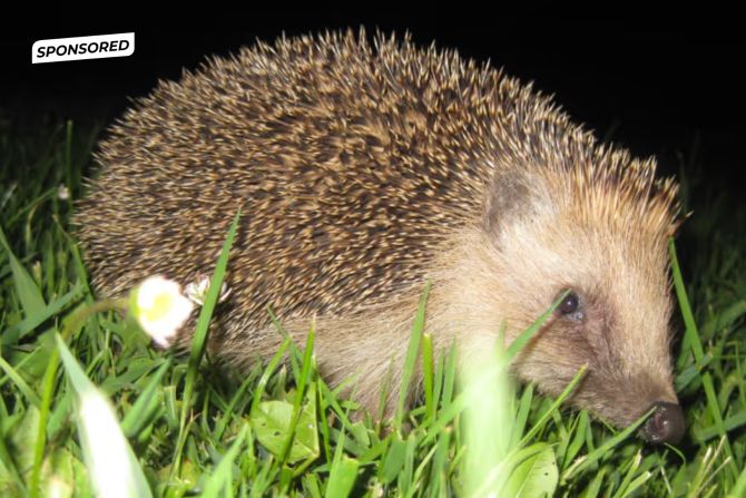 Verein Pro Igel