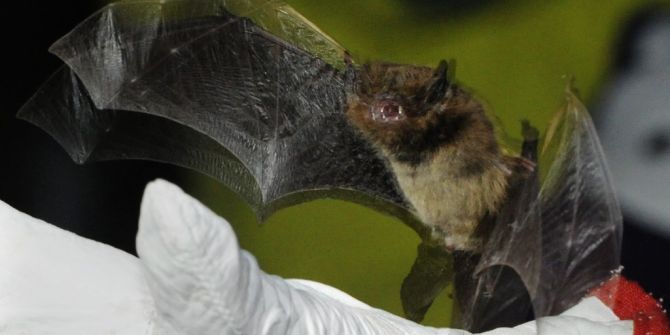 Fledermaus