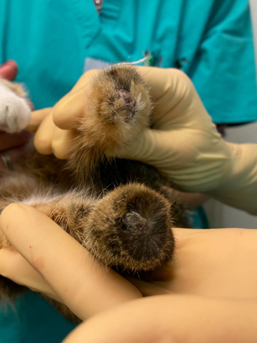 Die Tierschützerin empfiehlt, jeden Fall bei einer erfahrenen Tierarztpraxis prüfen zu lassen.