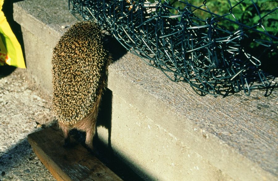 Verein pro Igel