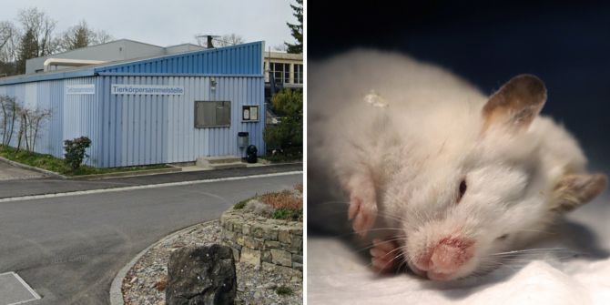 Tierkörpersammelstelle und Hamster