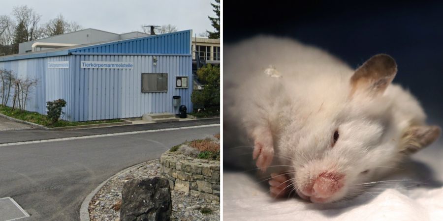 Tierkörpersammelstelle und Hamster