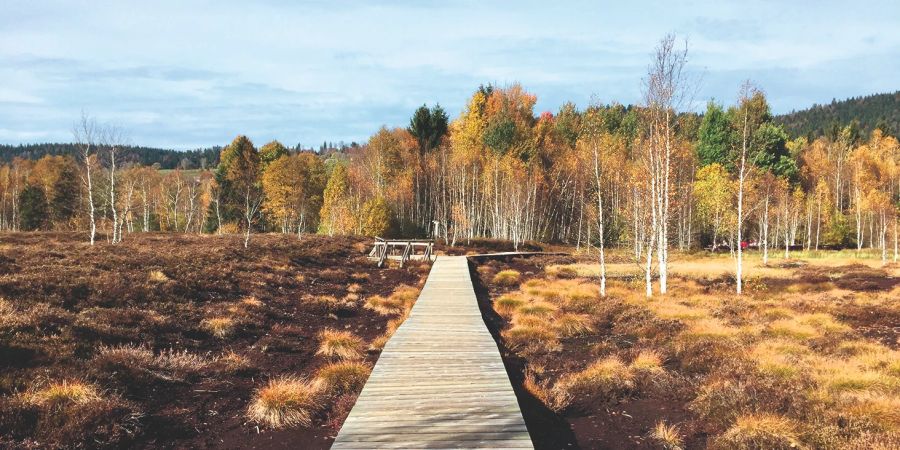 Steg Holz Moor Wald