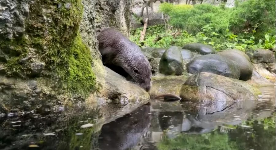 Doch dann wurde sie mit ihrem neuen Mitbewohner Tom vereint. Mit diesem soll sie für Nachwuchs sorgen, der in der Schweiz ausgewildert werden soll.