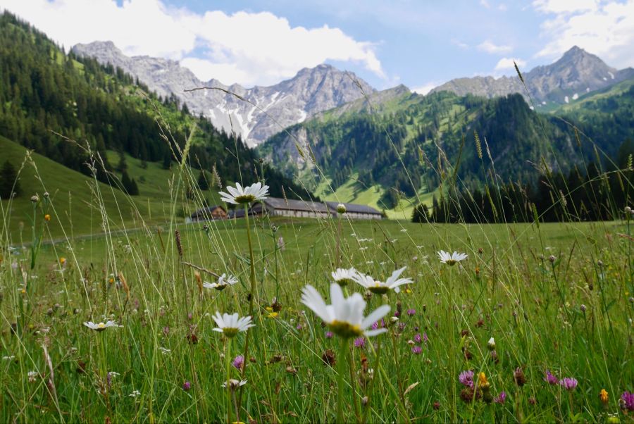 Schöne Landschaft vegan