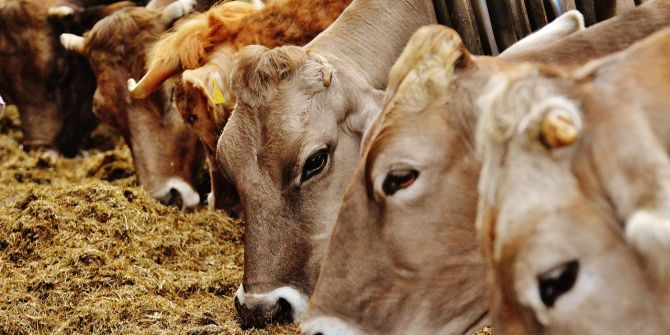 rinder bauernhof tierquälerei horgen