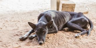 Bei Verdacht - Wann muss ich den Tierschutz einschalten? Bei Verdacht - Wann muss ich den Tierschutz einschalten?