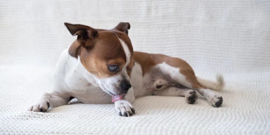 Im Flugzeug dürfen Hunde nicht mehr einreisen.