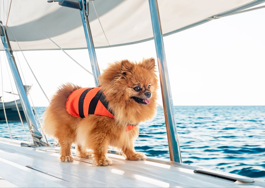 Junge Pommer Hund mit Schwimmweste an Bord.