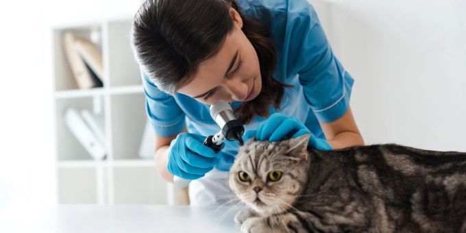 Mit regelmäßiger Kontrolle, sanfter Reinigung und einer schnellen Reaktion auf Auffälligkeiten können Sie sicherstellen, dass Ihre Katze gesund bleibt. Katze beim Tierarzt, Ohrenuntersuchung