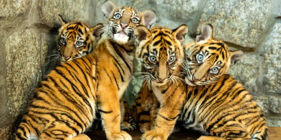 Tigerbabys