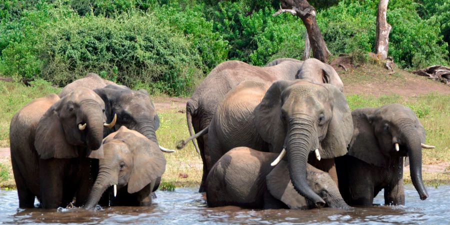 Eine Elefantenherde im Chobe-Nationalpark im Norden Botsuanas (Archivbild).