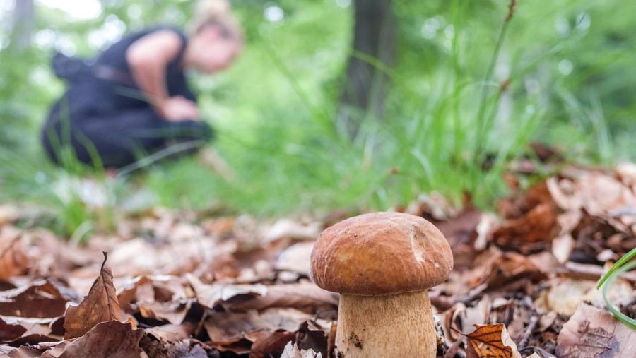 Für Pilz-Sammler ist es derzeit umso wichtiger, dass sie in die Kontrolle gehen. (Im Bild: Steinpilz)