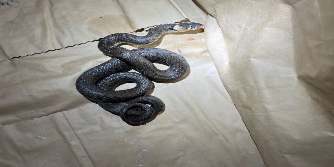 Eine Ringelnatter hat sich in eine Wohnung geschlichen. Schleitheim SH