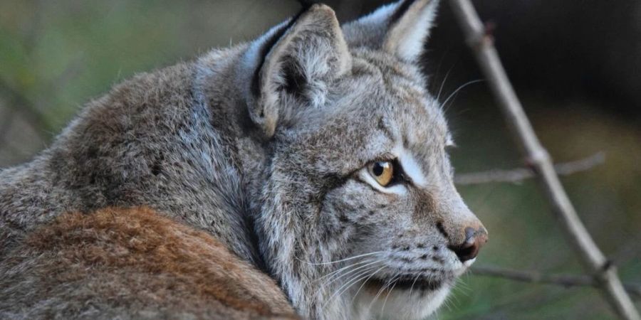 Er meldete den Vorfall unmittelbar nach Auffinden der toten Tiere seinen Vorgesetzten.