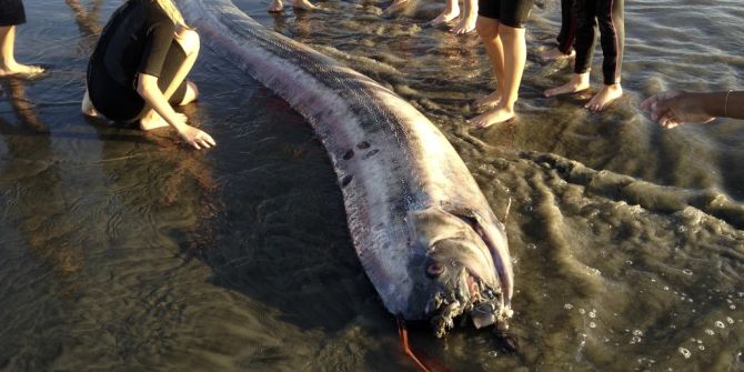 Weltuntergangsfisch Riemenfisch