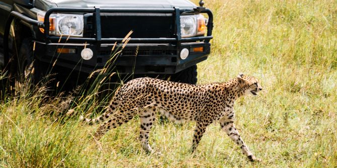 Leopard, Safari, Jeep.