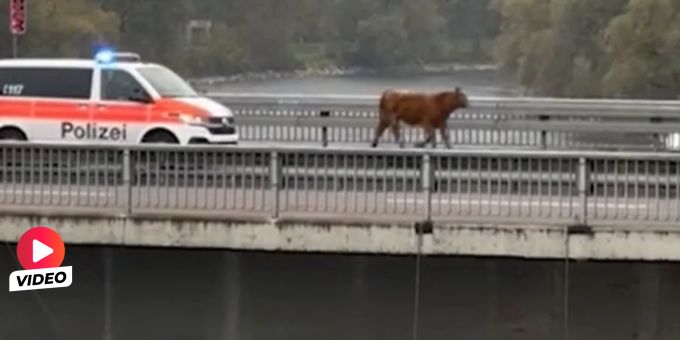 Mit Blaulicht - Im Video: Hier verfolgt Stapo Zürich ausgebüxtes Kälbli