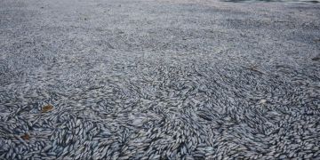 Tote Fische Griechenland
