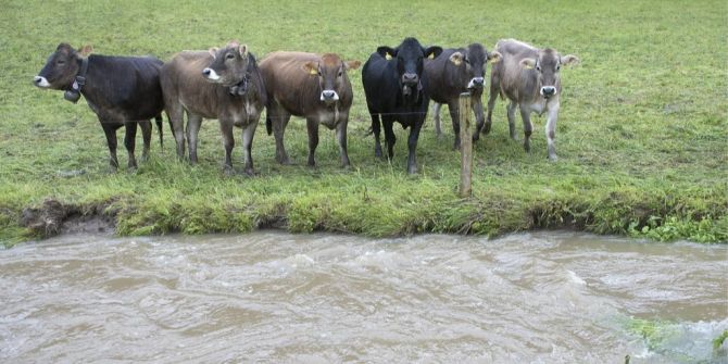 PFAS Bauer Fleischverkaufsverbot «Todesurteil»