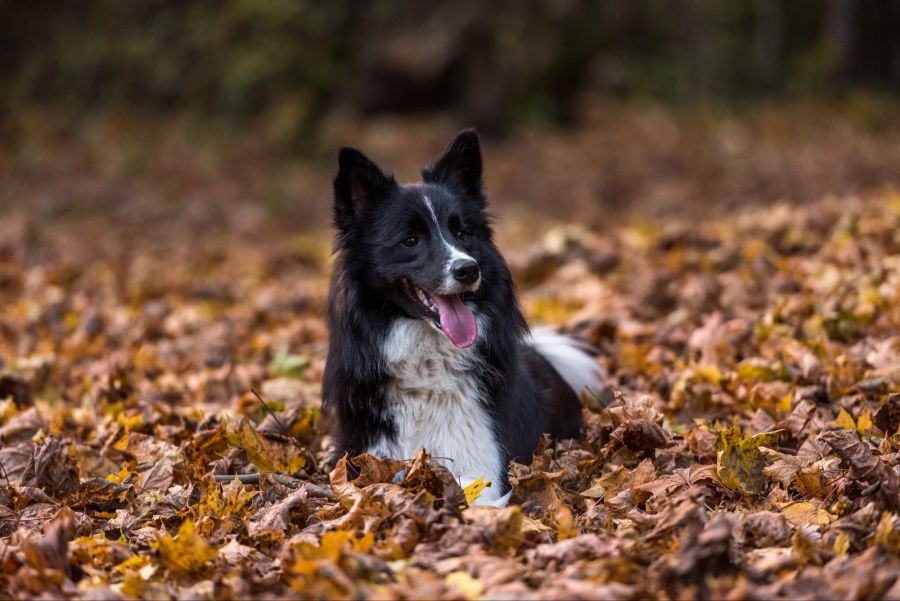 Hund im Herbst