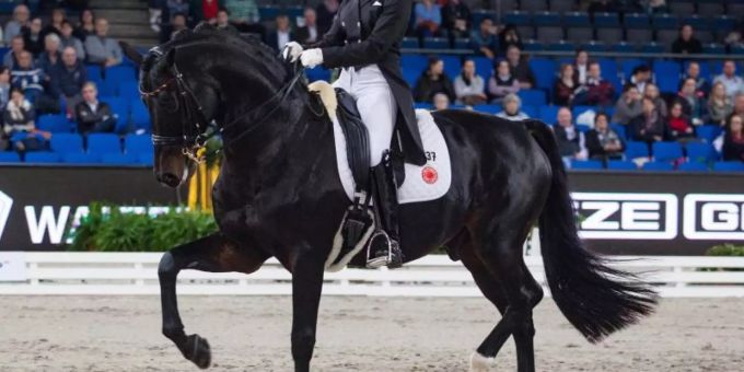 Mannheim - Werth erneut Grand-Prix-Siegerin in Mannheim