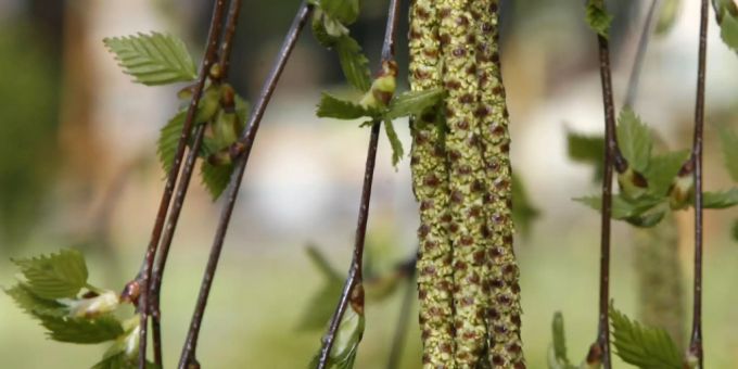 Bern - Birkenpollen sorgen früher als üblich für allergische Reaktionen