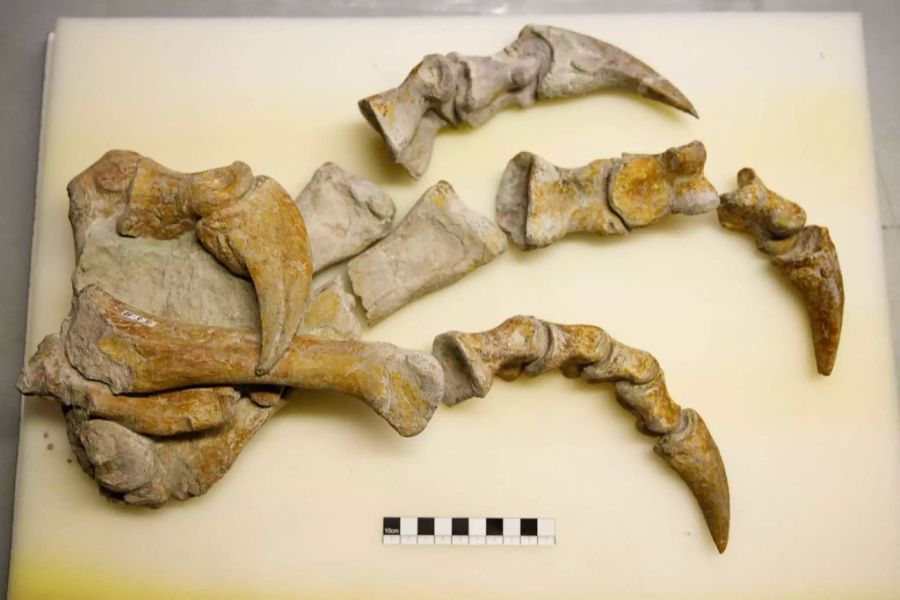 Knochen Dinosaurier
