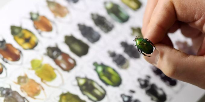 Wegen Pestiziden - Insektensterben wird immer schlimmer