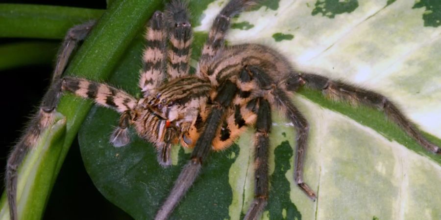 Cupiennius salei ist in Zentralamerika heimisch und eine der am besten erforschten Spinnenarten. Ihr Gift stellt sich als raffinierter Cocktail aufeinander abgestimmter Komponenten heraus.