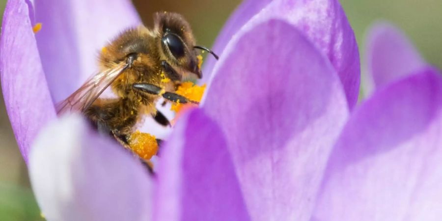 biodiversität