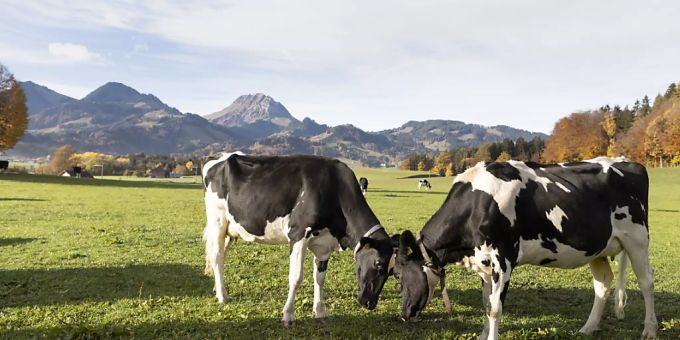 Die Eidgenössische Finanzkontrolle kritisiert das Konstrukt des bundesnahen Unternehmens Identitas. Dieses betreibt im Auftrag des Bundes die Tierverkehrsdatenbank. (Symbolbild) Identitas AG