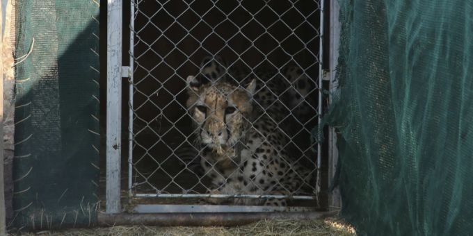Einer der Geparde, die von Namibia nach Indien geflogen wurden. gepard