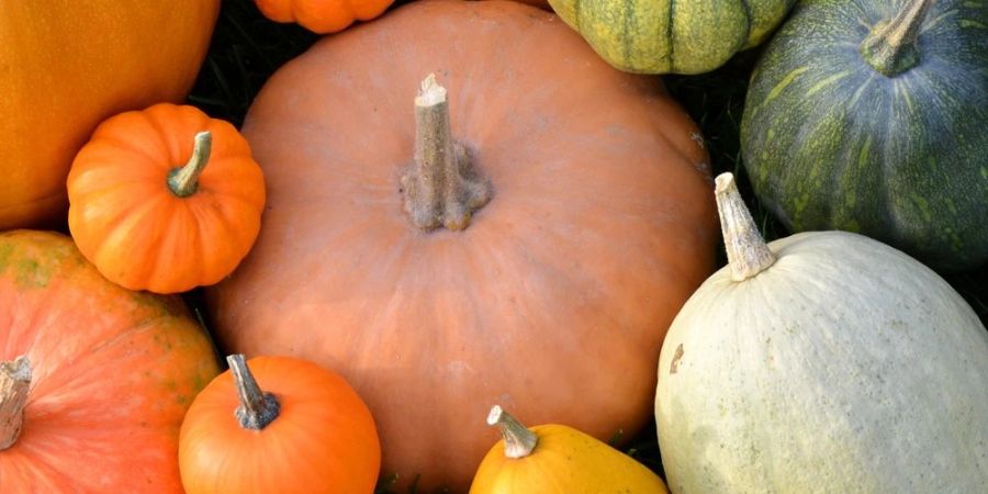 Kürbisse haben im Herbst Saison und sind in der Küche unglaublich vielseitig.