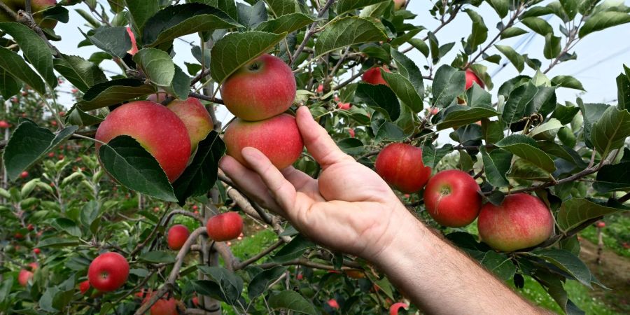 Zahlreiche Unternehmen in der Obst- und Gemüseproduktion sind auf Grund der steigenden Energiepreise in Gefahr.