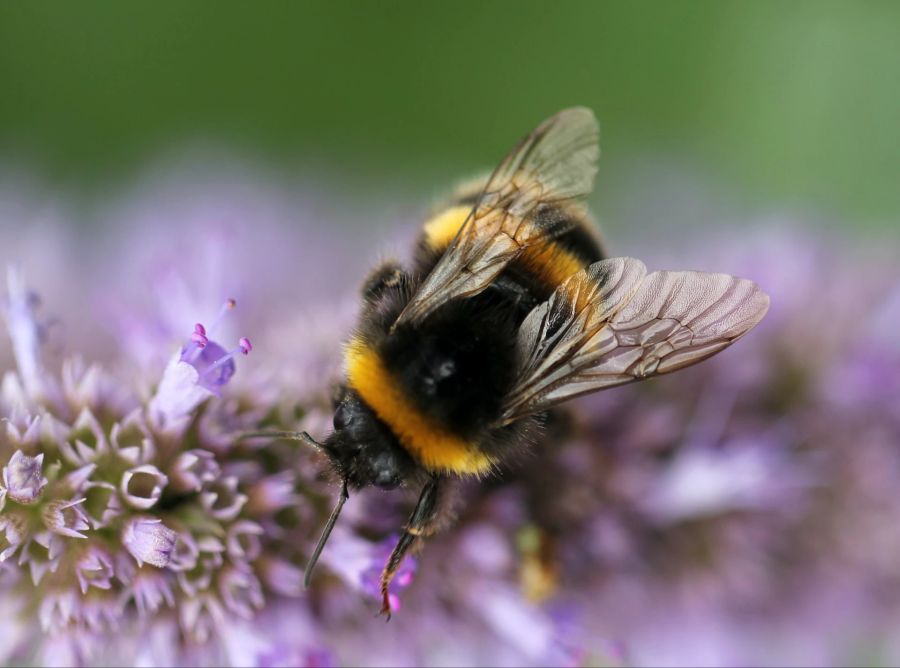 Lavendel Hummeln Pollen Nahrung