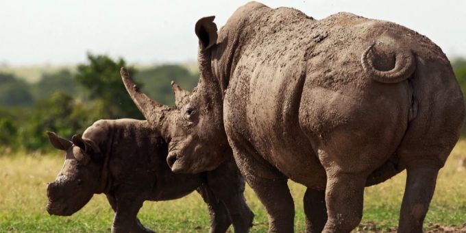 Breitmaulnashörner in einem Park in Kenia. (Symbolbild) Nashorn