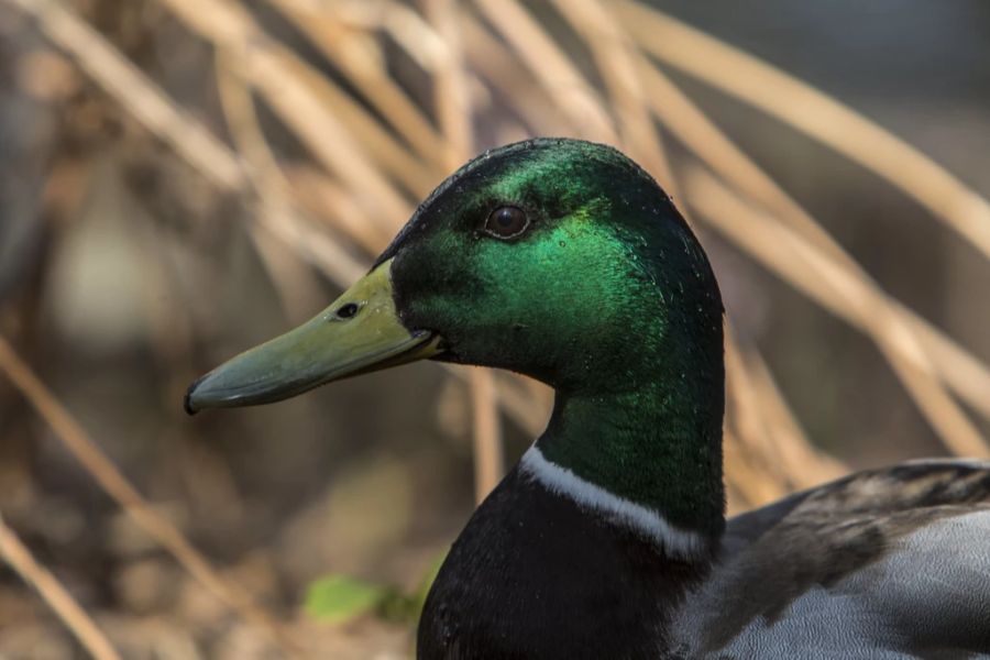 Es ist möglich, dass die Tiere gestohlen wurden. (Archiv)