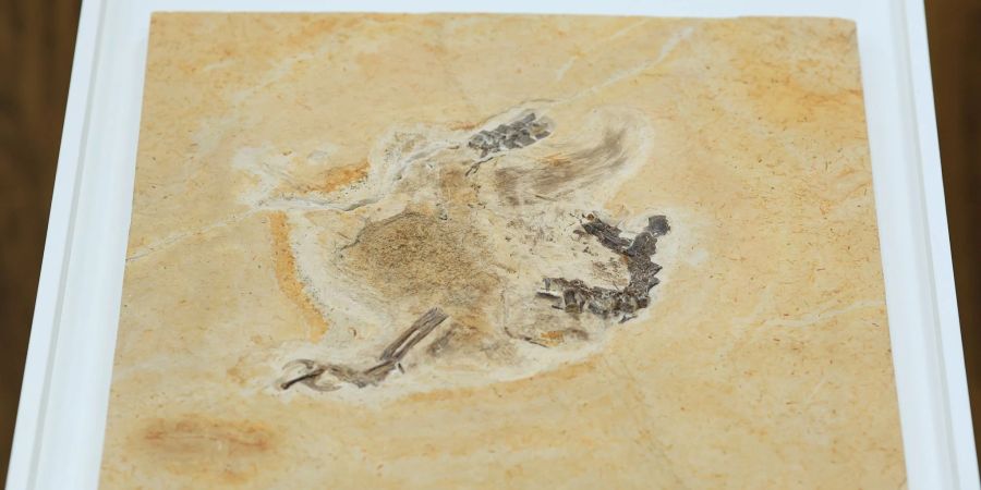 Das Dinosaurier-Fossil des Ubirajara jubatus: Es stammt aus der Kreidezeit und lebte vor etwa 110 bis 115 Millionen Jahren.