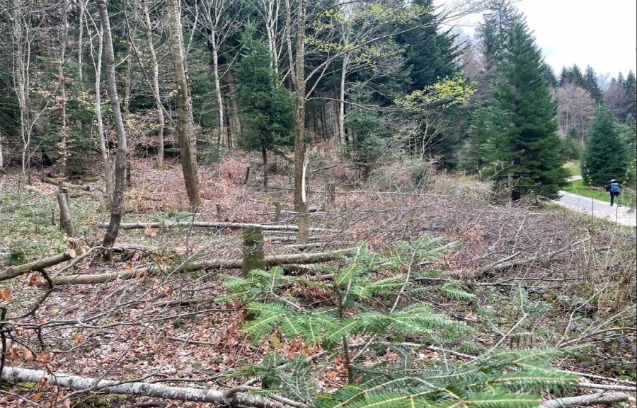 Ein Rentner wurde am Uetliberg auf frischer Tat beim illegalen Bäume-Fällen ertappt.