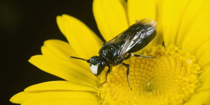 Biene auf einer Blüte.