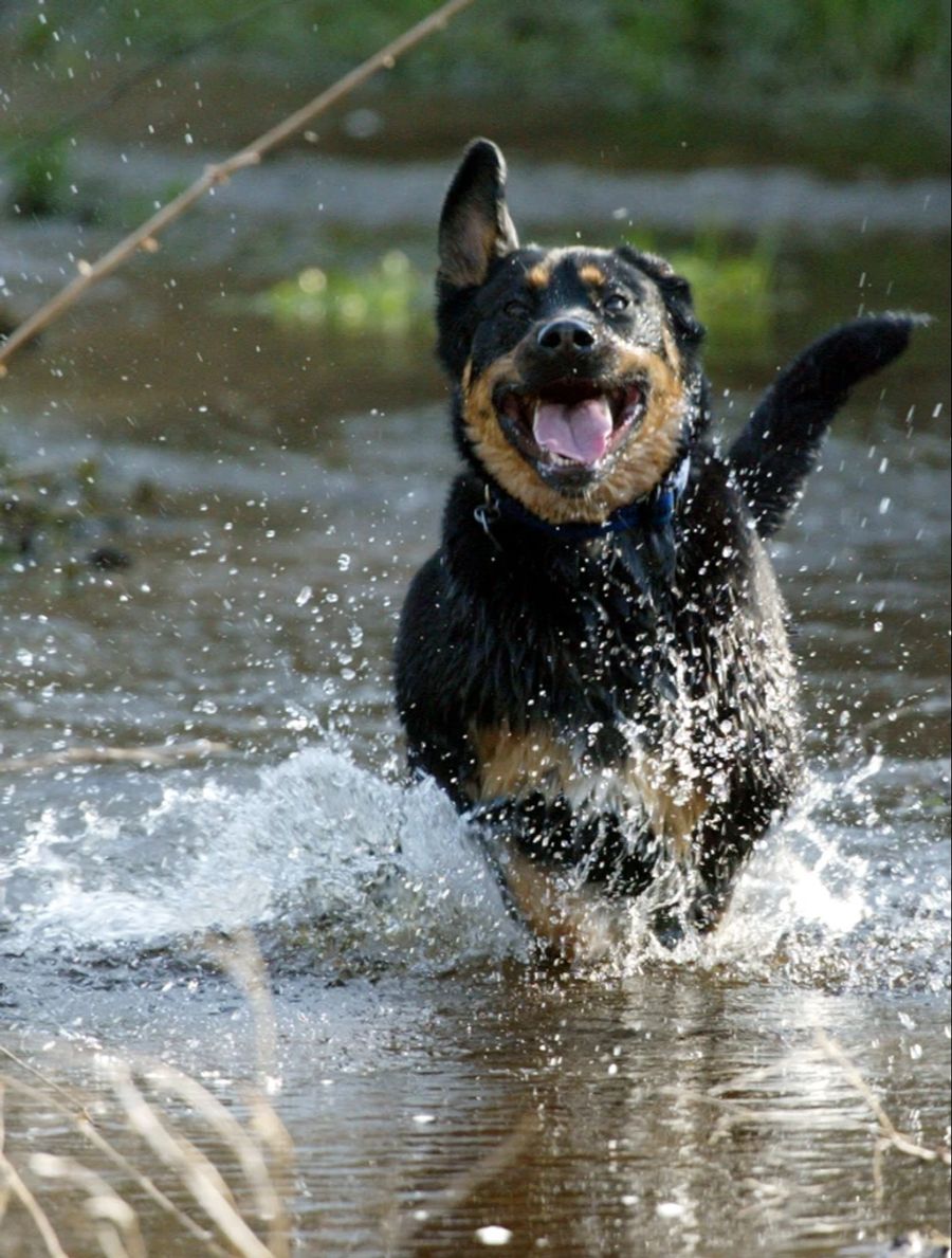 Insbesondere bei Hunden können die Bakterien zum Tod führen.