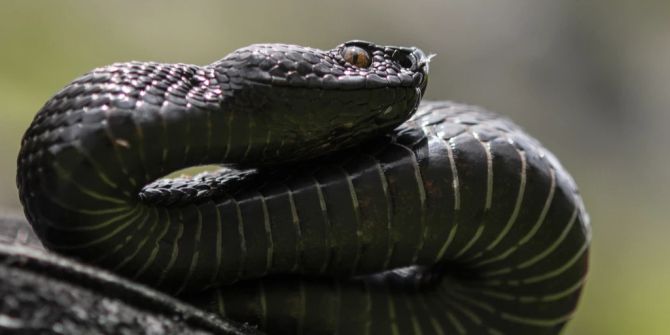 aspisviper schlange biss mädchen