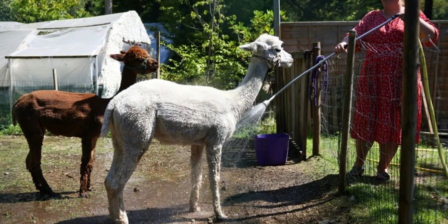 Lamas in England