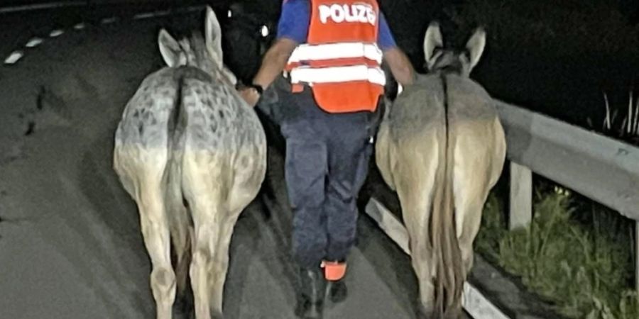 Die Kantonspolizei Schwyz hat in der Nacht auf Samstag zwei Esel auf der Zugerstrasse in Arth eingefangen.